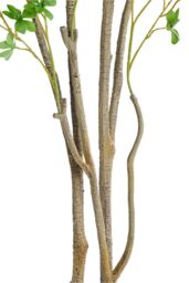 Living and Home 1.8m Artificial Fuchsia Tree Potted Plant Home Decor for Living Room, Hallway & Office in Green - thumbnail 4