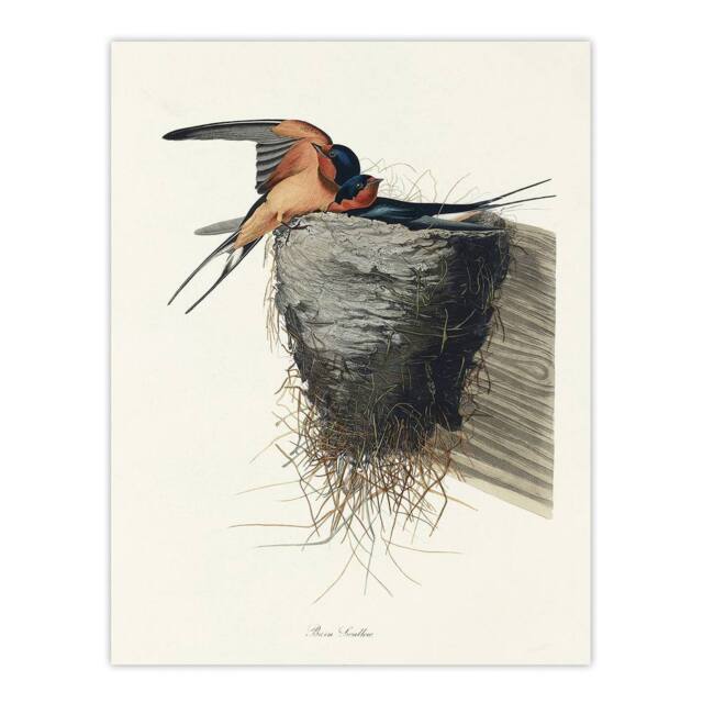 "Artery8 Birds of America Barn Swallow Audubon Nature Wall Art Print Poster in White - Size: W18"" x H24""" - image 1