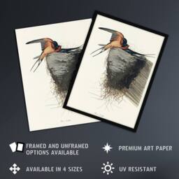 "Artery8 Birds of America Barn Swallow Audubon Nature Wall Art Print Poster in White - Size: W18"" x H24""" - thumbnail 2