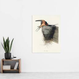 "Artery8 Birds of America Barn Swallow Audubon Nature Wall Art Print Poster in White - Size: W18"" x H24""" - thumbnail 4