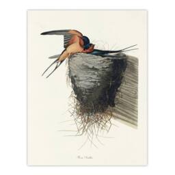 "Artery8 Birds of America Barn Swallow Audubon Nature Wall Art Print Poster in White - Size: W18"" x H24""" - thumbnail 1