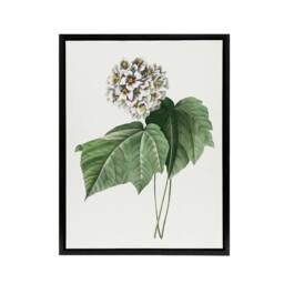 "Artery8 White Dombeya Amelia Flowers Redoute Black Framed Canvas Wall Art - Size: W12"" x H16""" - thumbnail 1