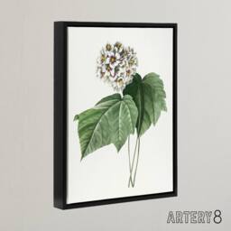 "Artery8 White Dombeya Amelia Flowers Redoute Black Framed Canvas Wall Art - Size: W12"" x H16""" - thumbnail 2
