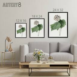 "Artery8 White Dombeya Amelia Flowers Redoute Black Framed Canvas Wall Art - Size: W12"" x H16""" - thumbnail 4