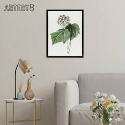 "Artery8 White Dombeya Amelia Flowers Redoute Black Framed Canvas Wall Art - Size: W12"" x H16""" - thumbnail 3