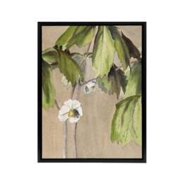 "Artery8 May Apple Flower Watercolour Framed Canvas Wall Art Print Overbeck in Beige - Size: W12"" x H16""" - thumbnail 1