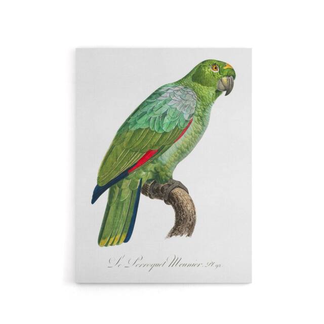 "Artery8 The Southern Mealy Amazon Parrot Levaillant Canvas Wall Art Print in White - Size: W12"" x H16""" - image 1