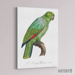 "Artery8 The Southern Mealy Amazon Parrot Levaillant Canvas Wall Art Print in White - Size: W12"" x H16""" - thumbnail 2