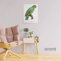 "Artery8 The Southern Mealy Amazon Parrot Levaillant Canvas Wall Art Print in White - Size: W12"" x H16""" - thumbnail 3