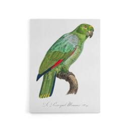 "Artery8 The Southern Mealy Amazon Parrot Levaillant Canvas Wall Art Print in White - Size: W12"" x H16""" - thumbnail 1