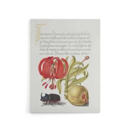 "Artery8 Turks Cap Lily Fig & Beetle Calligraphy Canvas Wall Art Print in White - Size: W12"" x H16""" - thumbnail 1