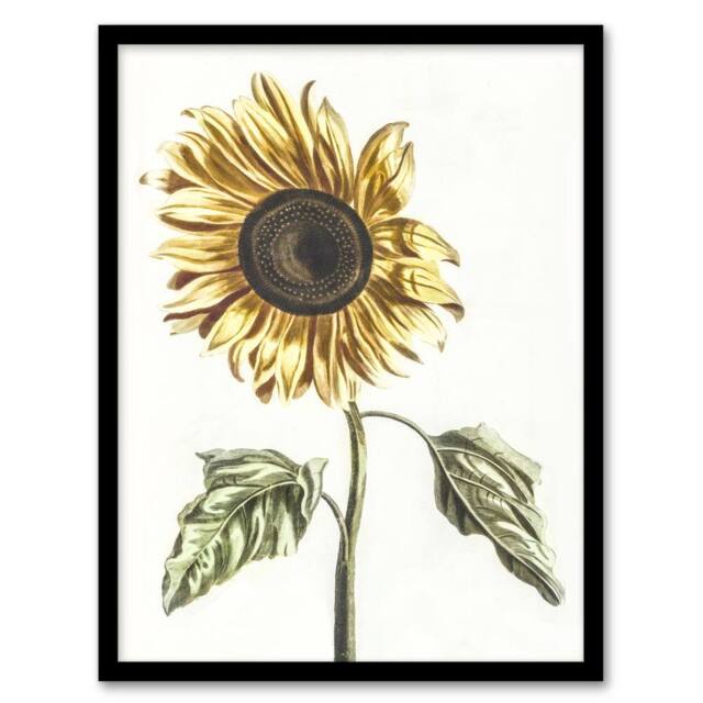 Artery8 Sunflower Vintage Flower Painting Teyler Framed Wall Art Print in White - Size: A4 - image 1