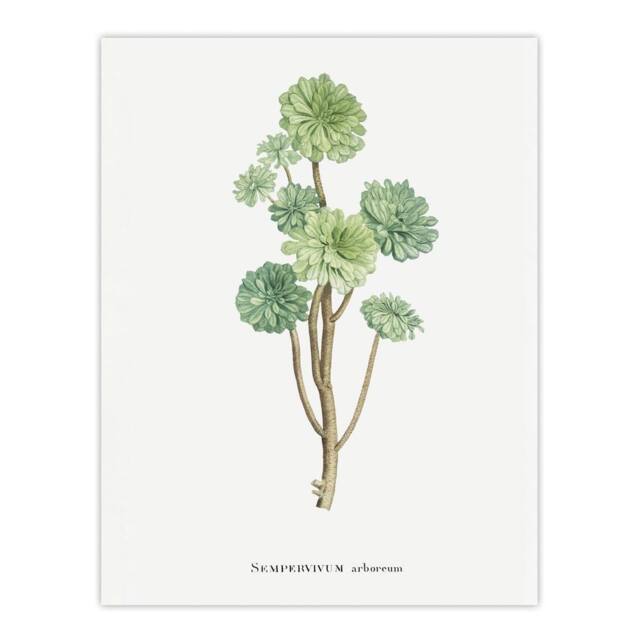 "Artery8 Tree Houseleek Succulent Redoute Vintage Wall Art Print Poster in White - Size: W12"" x H16""" - image 1