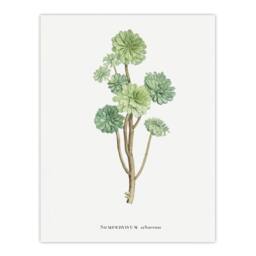 "Artery8 Tree Houseleek Succulent Redoute Vintage Wall Art Print Poster in White - Size: W12"" x H16""" - thumbnail 1