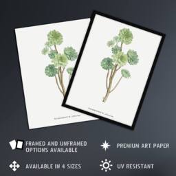 "Artery8 Tree Houseleek Succulent Redoute Vintage Wall Art Print Poster in White - Size: W12"" x H16""" - thumbnail 2
