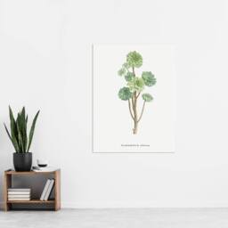 "Artery8 Tree Houseleek Succulent Redoute Vintage Wall Art Print Poster in White - Size: W12"" x H16""" - thumbnail 4