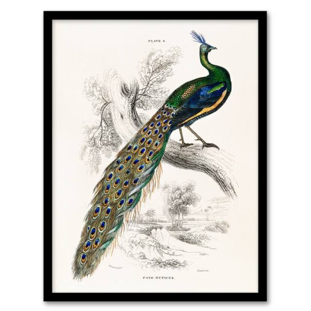 Artery8 Sir William Jardine Framed Wall Art Print Male Peafowl Peacock in White - Size: A4 - image 1