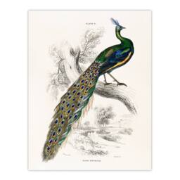 Artery8 Sir William Jardine Framed Wall Art Print Male Peafowl Peacock in White - Size: A4 - thumbnail 3