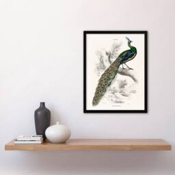 Artery8 Sir William Jardine Framed Wall Art Print Male Peafowl Peacock in White - Size: A4 - thumbnail 2
