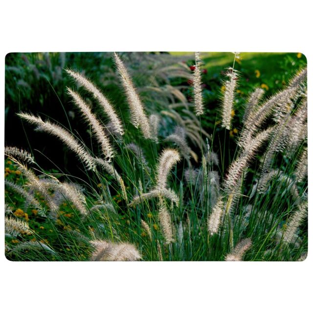 Benjamin Tate Design Decorative Cat Tail Grass Growing Along A Walkway Designer Rug in Natural - Size: Large - image 1