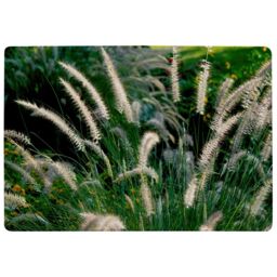 Benjamin Tate Design Decorative Cat Tail Grass Growing Along A Walkway Designer Rug in Natural - Size: Large - thumbnail 1