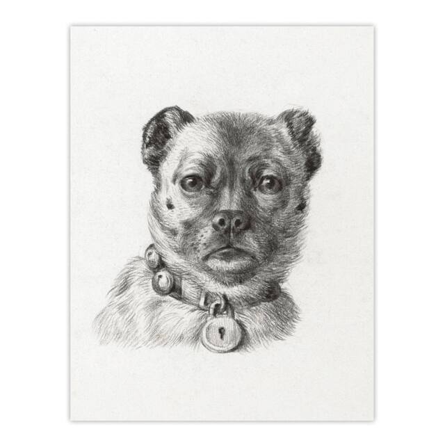 "Artery8 Dog head with a Collar Pencil Drawing Bernard Wall Art Print Poster in White - Size: W12"" x H16""" - image 1