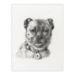 "Artery8 Dog head with a Collar Pencil Drawing Bernard Wall Art Print Poster in White - Size: W12"" x H16""" - thumbnail 1