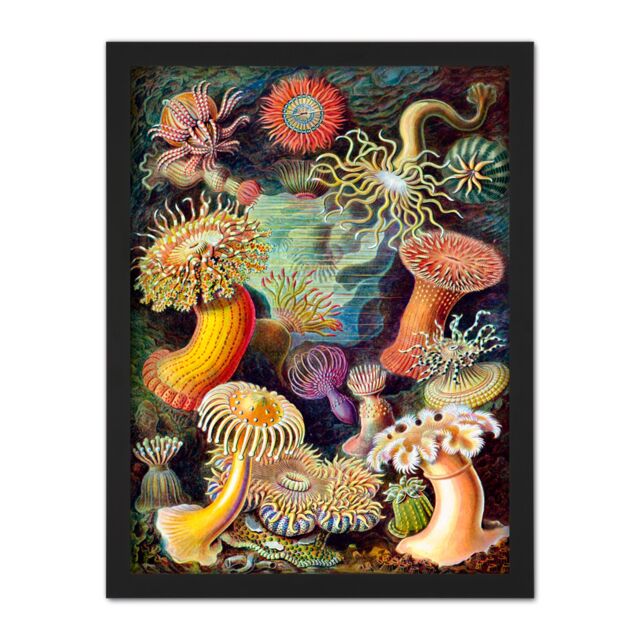 "Artery8 Wall Art Print Haeckel Anemone Sea Life Large Framed Wall Décor Art in Light Oak - Size: W18"" x H24""" - image 1