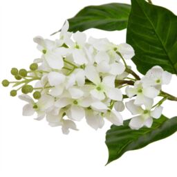 Hill Interiors The Natural Garden Collection White Lilac Artificial Flower - thumbnail 2