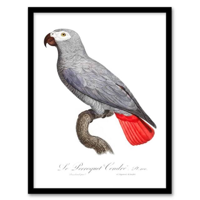 Artery8 Francois Levaillant Framed Wall Art Psittacus Erithacus Grey Parrot in White - Size: A4 - image 1