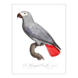 Artery8 Francois Levaillant Framed Wall Art Psittacus Erithacus Grey Parrot in White - Size: A4 - thumbnail 3
