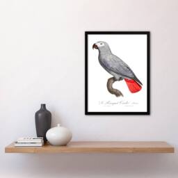 Artery8 Francois Levaillant Framed Wall Art Psittacus Erithacus Grey Parrot in White - Size: A4 - thumbnail 2