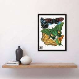Artery8 Eugene Seguy Framed Wall Art Vintage Vibrant Butterflies Papillons - Size: A4 - thumbnail 2