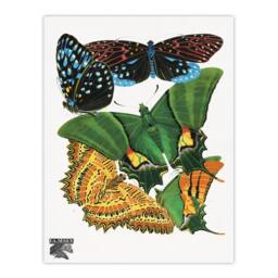 Artery8 Eugene Seguy Framed Wall Art Vintage Vibrant Butterflies Papillons - Size: A4 - thumbnail 3