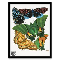Artery8 Eugene Seguy Framed Wall Art Vintage Vibrant Butterflies Papillons - Size: A4 - thumbnail 1