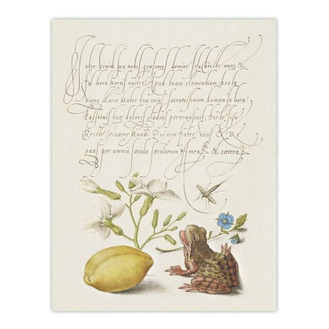 "Artery8 Gillyflower Almond & Frog Calligraphy Wall Art Poster Print in White - Size: W12"" x H16""" - image 1