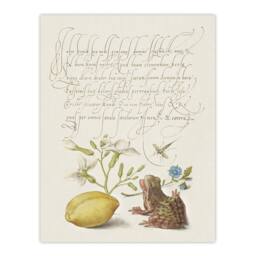 "Artery8 Gillyflower Almond & Frog Calligraphy Wall Art Poster Print in White - Size: W12"" x H16""" - thumbnail 1