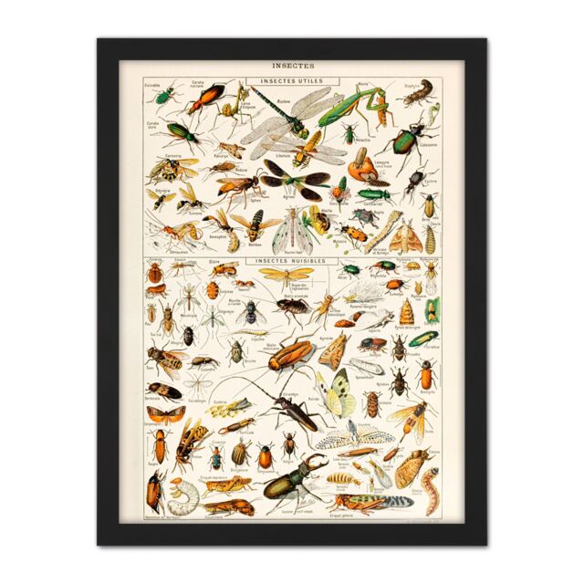 "Artery8 Wall Art Print Millot Encyclopedia Page Insects Dragonfly Large Framed Wall Décor Art in Light Oak - Size: W18"" x H24""" - image 1