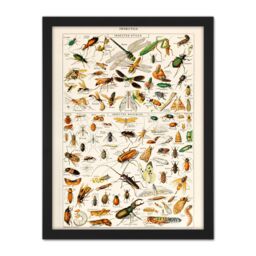 "Artery8 Wall Art Print Millot Encyclopedia Page Insects Dragonfly Large Framed Wall Décor Art in Light Oak - Size: W18"" x H24""" - thumbnail 1