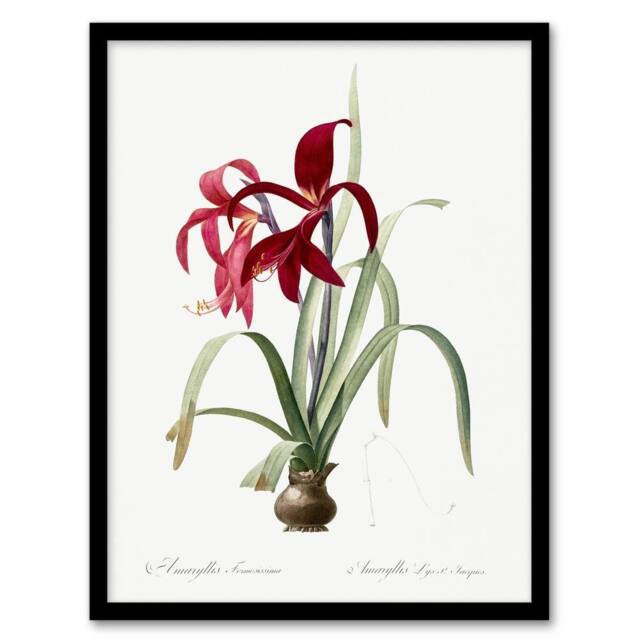 Artery8 Aztec Lily Botanical Redoute Vintage Framed Wall Art Print in White - Size: A4 - image 1