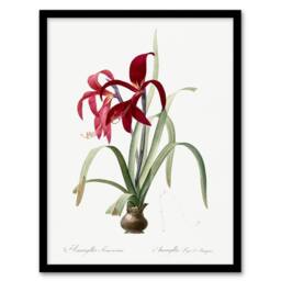 Artery8 Aztec Lily Botanical Redoute Vintage Framed Wall Art Print in White - Size: A4 - thumbnail 1