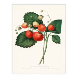 Artery8 Charles Hovey Framed Wall Art Print Boston Pine Strawberry Plant in White - Size: A4 - thumbnail 3