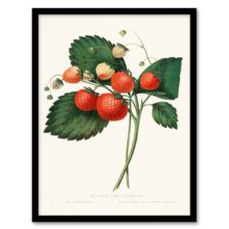 Artery8 Charles Hovey Framed Wall Art Print Boston Pine Strawberry Plant in White - Size: A4 - thumbnail 1