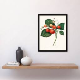 Artery8 Charles Hovey Framed Wall Art Print Boston Pine Strawberry Plant in White - Size: A4 - thumbnail 2