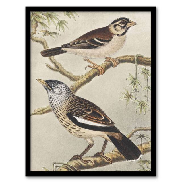 "Artery8 Two Birds on Tree Branches Vintage Framed Wall Art Print van Hoytema - Size: W12"" x H16""" - image 1