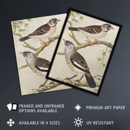 "Artery8 Two Birds on Tree Branches Vintage Framed Wall Art Print van Hoytema - Size: W12"" x H16""" - thumbnail 2