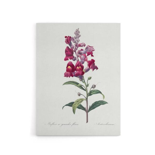 "Artery8 Antirrhinum Dragon Flowers Redoute Vintage Canvas Wall Art in White - Size: W18"" x H24""" - image 1