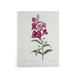 "Artery8 Antirrhinum Dragon Flowers Redoute Vintage Canvas Wall Art in White - Size: W18"" x H24""" - thumbnail 1