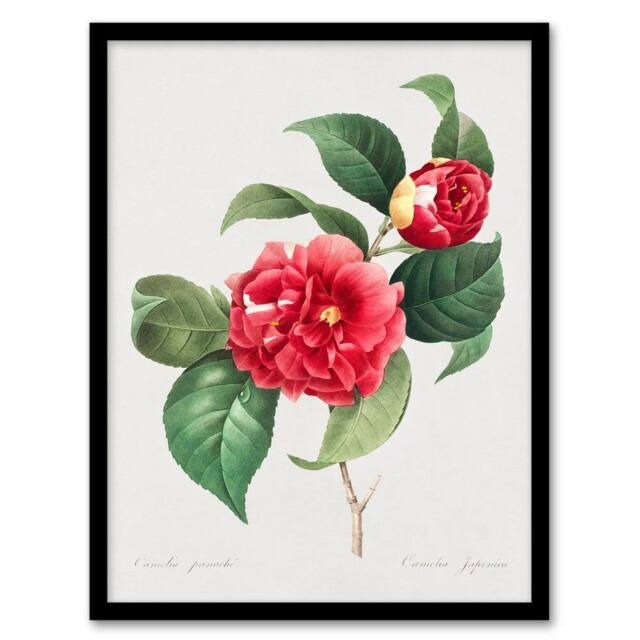 Artery8 Pierre J Redoute Framed Wall Art Camelia Vintage Floral Illustration in White - Size: A4 - image 1