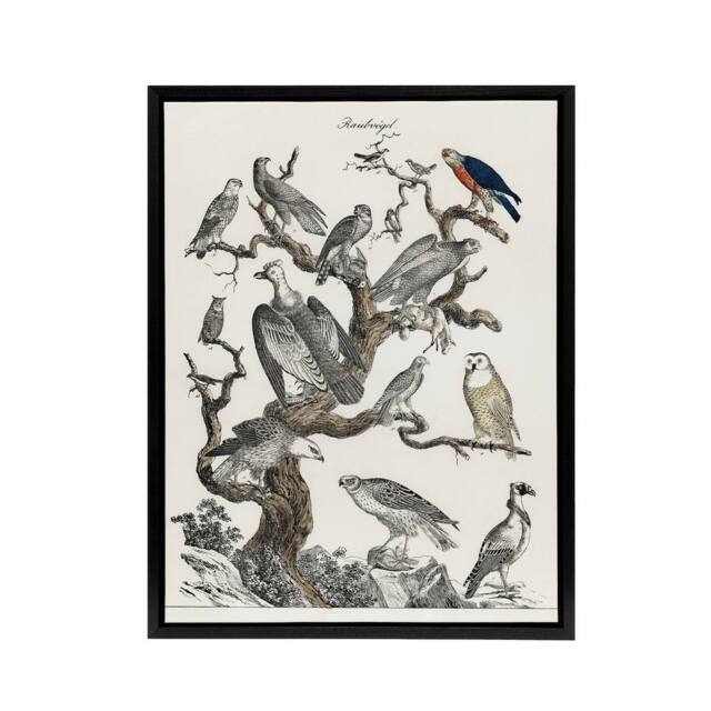 "Artery8 Birds Eagle Hawk Owl on Tree Nature Black Framed Canvas Wall Art in White - Size: W12"" x H16""" - image 1